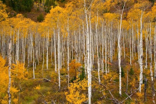 A Path Traveled Better Together (Cooperative Mamahood)